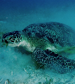Turtle Close find scuba info