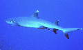 White Tip Reef Shark dive padi