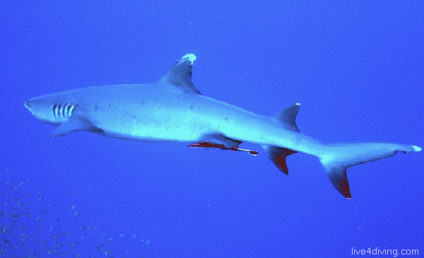 scuba diving White Tip Reef Shark
