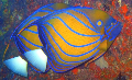 dive site Blue ringed angelfis