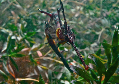 Weedy sea dragon find scuba info